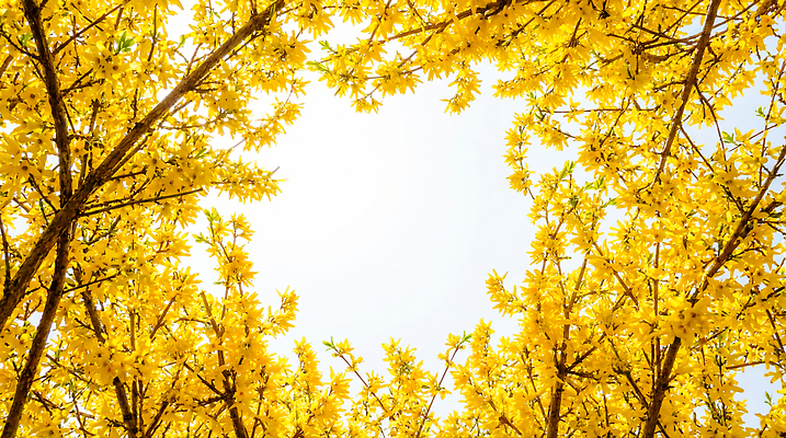 JPG 나무 편집이미지 자연 하늘 풍경 햇빛 환경 봄 벚꽃 개화 개나리 나무그늘 편집실사 AI포토 AI콘텐츠 식물 계절 꽃 태양 그늘 CG 생태계 파일형식