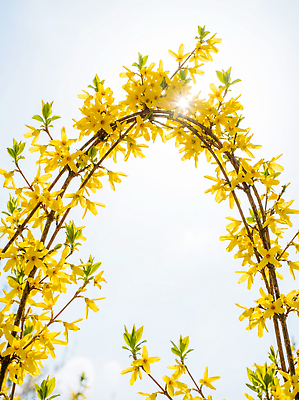 JPG 식물 편집이미지 꽃 컬러 자연 하늘 생명 나뭇잎 햇빛 노란색 봄 구조물 개나리 아치 조화 뷰티풀 편집실사 AI포토 AI콘텐츠 계절 건축 잎 태양 CG 생태계 파일형식