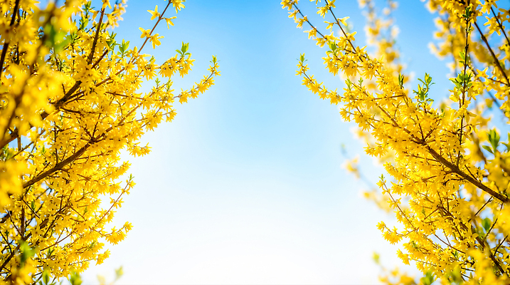 JPG 나무 식물 편집이미지 계절 꽃잎 꽃 자연 하늘 생명 풍경 파란색 태양 노란색 환경 봄 개나리 편집실사 AI포토 AI콘텐츠 자연요소 컬러 CG 생태계 파일형식