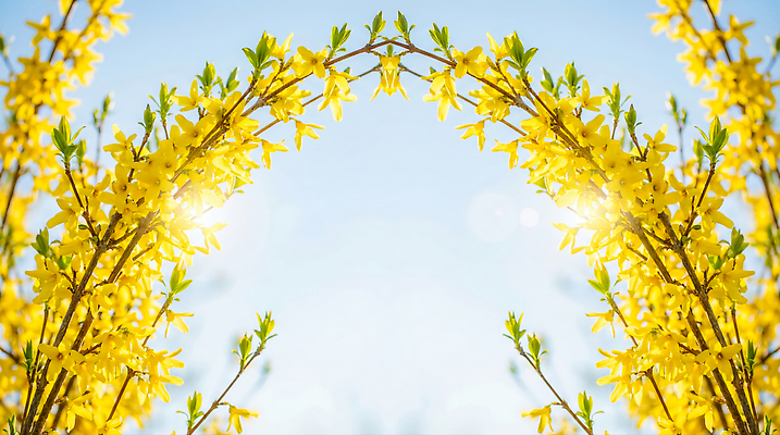 JPG 식물 편집이미지 꽃잎 꽃 자연 하늘 생명 풍경 햇빛 노란색 봄 성장 나뭇가지 개나리 대칭 편집실사 AI포토 AI콘텐츠 나무 계절 컬러 태양 CG 생태계 파일형식