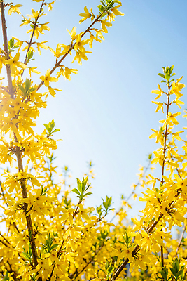 JPG 식물 편집이미지 꽃잎 꽃 자연 하늘 풍경 햇빛 노란색 봄 나뭇가지 관찰 개나리 뷰티풀 편집실사 AI포토 AI콘텐츠 나무 계절 컬러 모션 태양 CG 생태계 파일형식