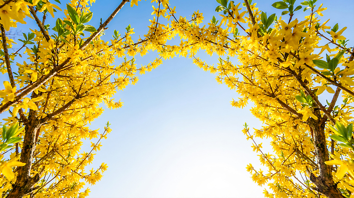 JPG 나무 식물 편집이미지 꽃 잎 꽃밭 자연 하늘 풍경 태양 노란색 봄 개나리 오후 편집실사 AI포토 AI콘텐츠 자연요소 계절 컬러 CG 생태계 파일형식