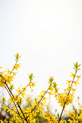 JPG 나무 식물 편집이미지 계절 꽃잎 꽃 잎 자연 하늘 노란색 환경 봄 성장 나뭇가지 개나리 목련 편집실사 AI포토 AI콘텐츠 컬러 CG 생태계 파일형식