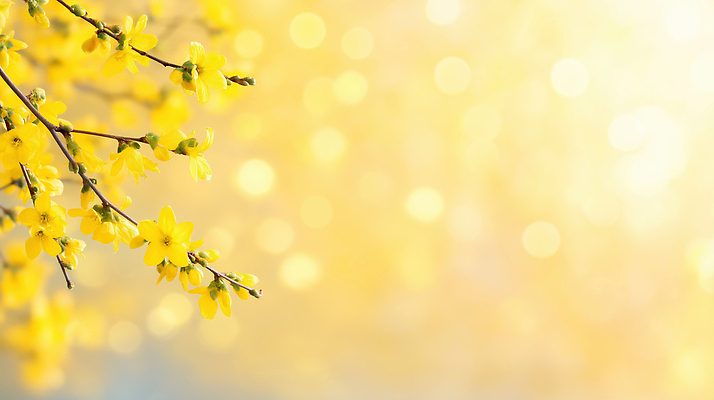 JPG 식물 편집이미지 계절 꽃잎 꽃 백그라운드 자연 생명 빛 노란색 봄 관찰 개나리 가지치기 뷰티풀 편집실사 AI컴퓨터그래픽 AI콘텐츠 컬러 모션 CG 생태계 원예 파일형식