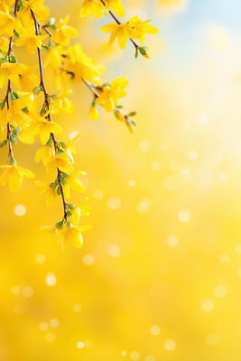 JPG 나무 식물 편집이미지 계절 꽃잎 꽃 컬러 백그라운드 자연 생명 햇빛 노란색 봄 나뭇가지 개나리 편집실사 AI컴퓨터그래픽 AI콘텐츠 태양 CG 생태계 파일형식