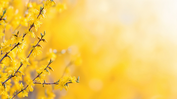JPG 나무 식물 편집이미지 꽃잎 꽃 백그라운드 잎 자연 생명 햇빛 노란색 봄 성장 개나리 흐림 뷰티풀 편집실사 AI컴퓨터그래픽 AI콘텐츠 계절 컬러 날씨 태양 CG 생태계 파일형식