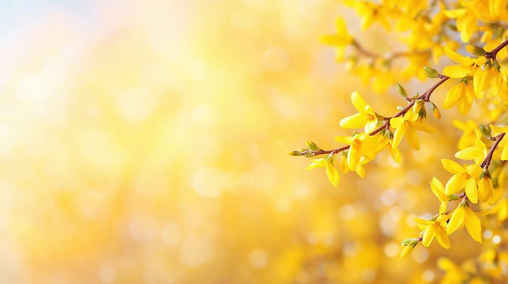 JPG 나무 식물 편집이미지 계절 꽃 백그라운드 잎 자연 생명 햇빛 노란색 봄 산책 나뭇가지 개나리 흐림 편집실사 AI컴퓨터그래픽 AI콘텐츠 컬러 날씨 휴식 태양 CG 생태계 파일형식