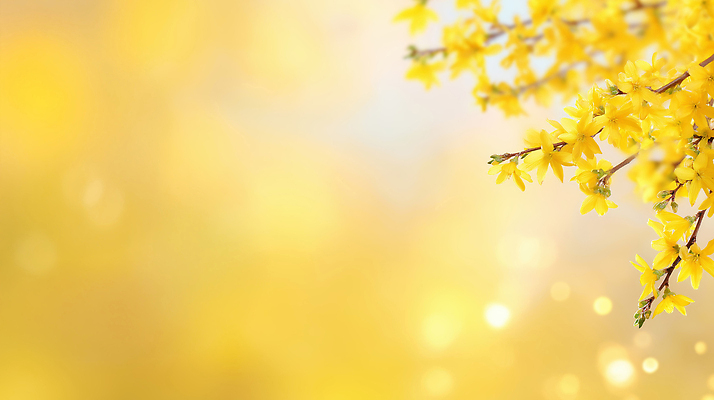 JPG 나무 식물 편집이미지 계절 꽃 컬러 백그라운드 자연 생명 풍경 노란색 봄 나뭇가지 개나리 뷰티풀 편집실사 AI컴퓨터그래픽 AI콘텐츠 CG 생태계 파일형식