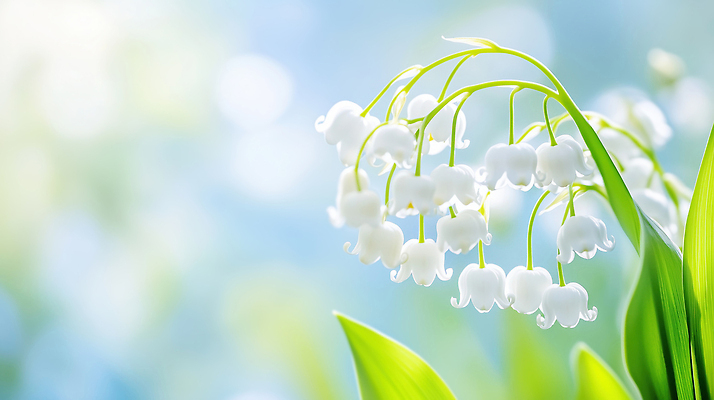 JPG 식물 편집이미지 계절 꽃 백그라운드 잎 농업 자연 파란색 환경 정원 봄 생태계 은방울꽃 편집실사 AI컴퓨터그래픽 AI콘텐츠 산업 컬러 CG 파일형식