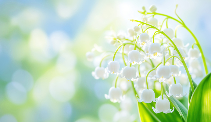 JPG 식물 편집이미지 꽃 화초 줄기 백그라운드 꽃밭 자연 여름 파란색 빛 햇빛 봄 조화 은방울꽃 편집실사 AI컴퓨터그래픽 AI콘텐츠 계절 컬러 CG 생태계 파일형식