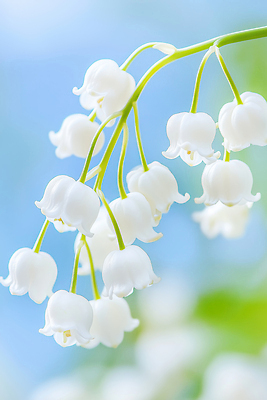 JPG 나무 식물 편집이미지 꽃 줄기 컬러 자연 하늘 생명 여름 봄 성장 생태계 조화 은방울꽃 편집실사 AI컴퓨터그래픽 AI콘텐츠 계절 CG 파일형식