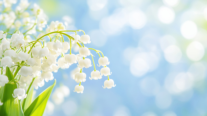 JPG 식물 편집이미지 계절 꽃 줄기 하늘색 백그라운드 잎 자연 하늘 생명 햇빛 봄 흰색 향기 은방울꽃 편집실사 AI컴퓨터그래픽 AI콘텐츠 컬러 파란색 태양 CG 생태계 냄새 파일형식