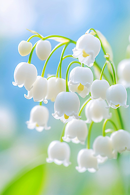 JPG 식물 편집이미지 꽃잎 꽃 백그라운드 자연 파란색 햇빛 봄 흰색 나팔꽃 은방울꽃 뷰티풀 특징 편집실사 AI컴퓨터그래픽 AI콘텐츠 계절 컬러 빛 CG 생태계 파일형식