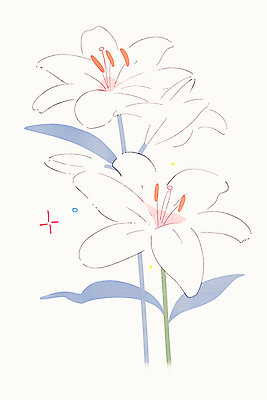 식물 꽃 컬러 그림 생태계 파일형식 AI콘텐츠 벽 자연 화초 예술 초상화 장식 디자인 흰색 들꽃 선 잎 줄기 백그라운드 뷰티풀 창조 국내일러스트 일러스트 JPG 백합 AI일러스트