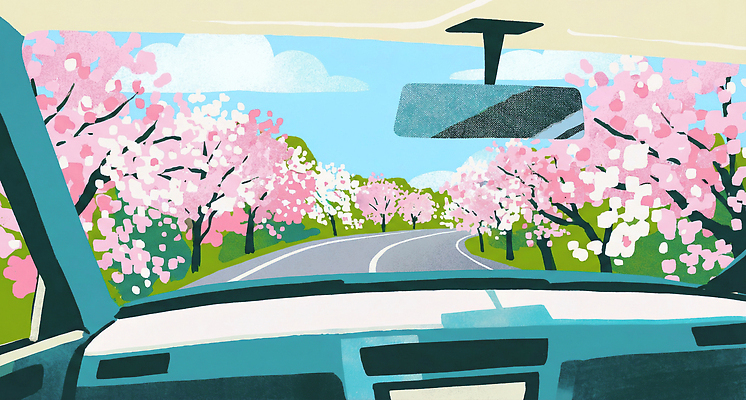 JPG 나무 꽃 도로 컬러 여행 일러스트 자동차 자연 하늘 바람 거리 풍경 봄 드라이브 운전 벚꽃 주행 자동차여행 국내일러스트 AI일러스트 AI콘텐츠 자연요소 식물 계절 길 육상교통 교통시설 모션 날씨 생태계 파일형식