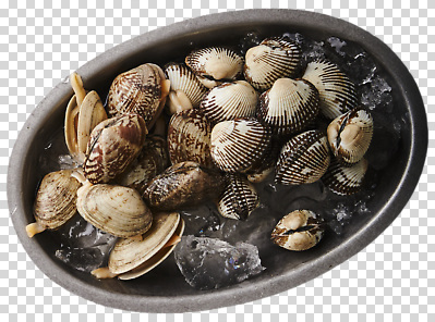 편집이미지 접시 음료 바다 재료 자연 조개 요리 해변 얼음 식사 신선 맛 해산물 PNG 자연요소 식기 컨셉 어패류 생태계 파일형식 동물