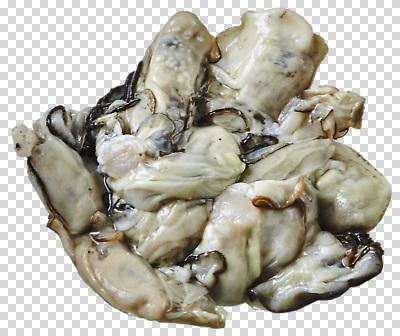 모양 편집이미지 바다 식재료 자연 건강 요리 식사 굴 신선 해산물 PNG 미각 어패류 감각 생태계 파일형식