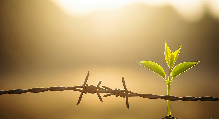 JPG 식물 편집이미지 자연 생명 빛 태양 새싹 환경 힘 공간 성장 저녁 땅 가시철사 편집실사 AI포토 AI콘텐츠 자연요소 야간 CG 생태계 철사 파일형식