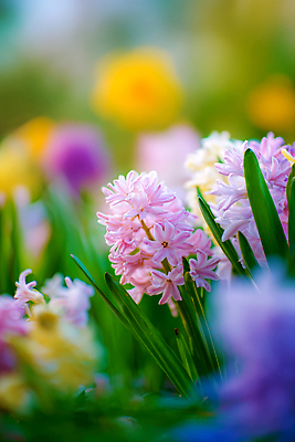 JPG 식물 편집이미지 꽃 화초 컬러 꽃밭 자연 생명 풍경 초원 정원 봄 조경 히아신스 편집실사 AI컴퓨터그래픽 AI콘텐츠 계절 CG 생태계 파일형식