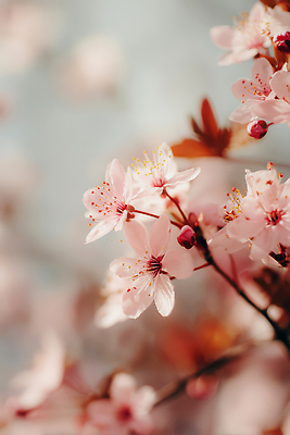 JPG 나무 식물 편집이미지 계절 꽃 분홍색 자연 풍경 햇빛 새싹 봄 벚꽃 꽃가루 뷰티풀 편집실사 AI컴퓨터그래픽 AI콘텐츠 컬러 태양 가루 CG 생태계 파일형식