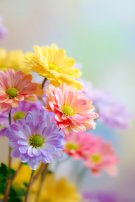 JPG 식물 편집이미지 꽃잎 꽃 화분 컬러 꽃다발 자연 정원 봄 향기 밝은색 편집실사 AI컴퓨터그래픽 AI콘텐츠 계절 CG 생태계 냄새 파일형식