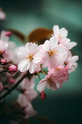 JPG 나무 식물 편집이미지 꽃잎 꽃 컬러 잎 자연 풍경 봄 산책 벚꽃 나뭇가지 꽃봉오리 조화 편집실사 AI컴퓨터그래픽 AI콘텐츠 계절 휴식 CG 생태계 파일형식