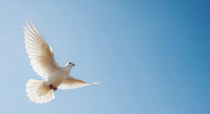 JPG 편집이미지 날개 자연 조류 하늘 생명 공중 평화 환경 자유 비행 비둘기 편집실사 AI컴퓨터그래픽 AI콘텐츠 동물 컨셉 CG 생태계 파일형식