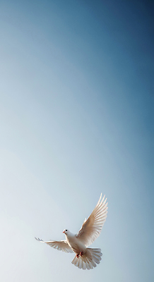 JPG 동물 편집이미지 포즈 날개 모션 자연 조류 하늘 생명 풍경 공중 자유 비행 비둘기 편집실사 AI컴퓨터그래픽 AI콘텐츠 컨셉 CG 생태계 파일형식