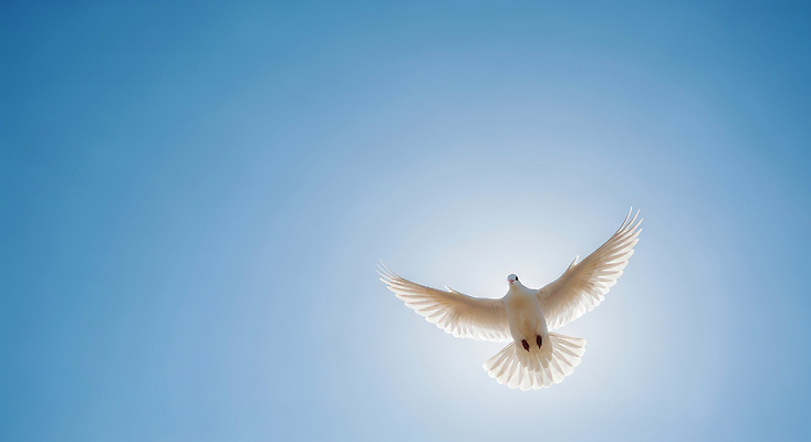 JPG 편집이미지 날개 자연 조류 하늘 생명 공중 평화 자유 흰색 비행 비둘기 편집실사 AI컴퓨터그래픽 AI콘텐츠 동물 컬러 컨셉 CG 생태계 파일형식