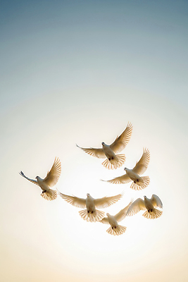 JPG 편집이미지 이동 날개 자연 조류 하늘 아침 공중 평화 자유 비행 그룹 저녁 비둘기 조화 편집실사 AI컴퓨터그래픽 AI콘텐츠 주간 동물 컨셉 야간 CG 생태계 파일형식