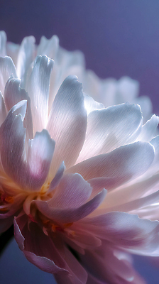 JPG 식물 편집이미지 꽃잎 꽃 컬러 자연 생명 근접촬영 빛 관찰 화사함 뷰티풀 편집실사 AI컴퓨터그래픽 AI콘텐츠 뷰포인트 컨셉 모션 CG 생태계 파일형식