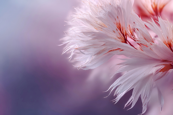 JPG 식물 편집이미지 꽃잎 꽃 분홍색 컬러 백그라운드 자연 털 봄 흰색 흔들림 흐림 뷰티풀 편집실사 AI컴퓨터그래픽 AI콘텐츠 계절 모션 날씨 CG 생태계 파일형식