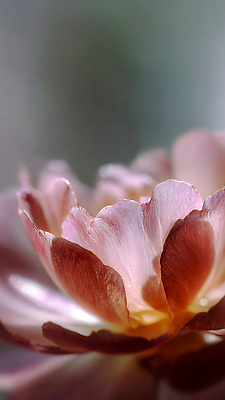 JPG 나무 식물 편집이미지 꽃잎 꽃 분홍색 컬러 백그라운드 자연 조명 햇빛 주황색 봄 성장 뷰티풀 편집실사 AI컴퓨터그래픽 AI콘텐츠 계절 태양 CG 생태계 파일형식