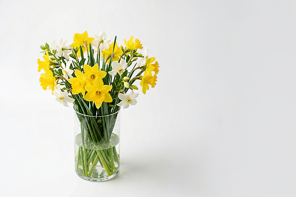 JPG 모양 식물 편집이미지 디자인 꽃 꽃다발 자연 잔 실내 장식 물 노란색 꽃병 봄 흰색 원예 식물원 편집실사 AI포토 AI콘텐츠 자연요소 식기 계절 컬러 취미 내부 CG 생태계 파일형식