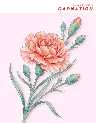 PSD 식물 디자인 꽃잎 꽃 예술 상징 줄기 컬러 백그라운드 잎 일러스트 자연 장식 표현 메시지 카네이션 꽃봉오리 그림 감사 뷰티풀 국내일러스트 감정 생태계 파일형식