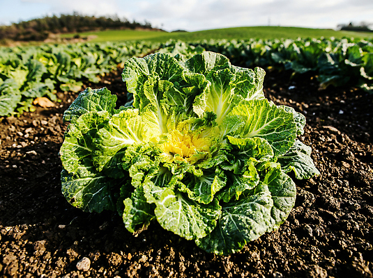 JPG 식물 편집이미지 농업 자연 바람 날씨 건강 농장 농경지 농사 수확 성장 농부 땅 양배추 봄동 편집실사 AI포토 AI콘텐츠 자연요소 직업 산업 채소 CG 생태계 파일형식