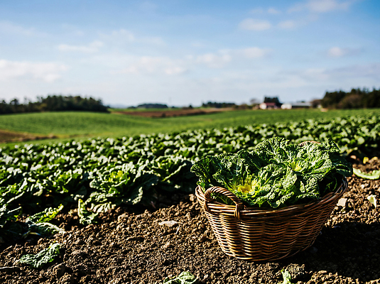 JPG 식물 편집이미지 밭 채소 자연 하늘 풍경 농작물 농장 바구니 수확 신선 상추 땅 지역 봄동 편집실사 AI포토 AI콘텐츠 농업 CG 생태계 파일형식