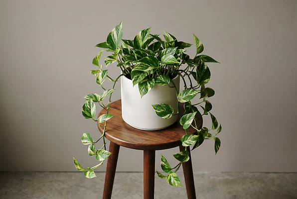 JPG 식물 편집이미지 화분 화초 줄기 자연 실내 장식 초록색 인테리어 나무의자 천연 편집실사 AI포토 AI콘텐츠 디자인 컬러 의자 내부 목재 CG 생태계 파일형식