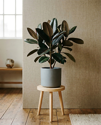 JPG 식물 편집이미지 화분 벽 백그라운드 창문 자연 생명 실내 빛 인테리어 공간 방 나무의자 편집실사 AI포토 AI콘텐츠 디자인 의자 내부 목재 CG 생태계 파일형식