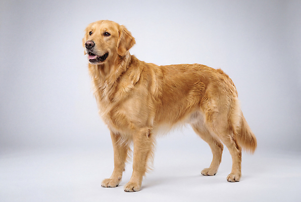 JPG 동물 편집이미지 포즈 스튜디오 바닥 털 실내 서기 반려동물 귀여움 개 골든리트리버 강아지 밝은색 편집실사 AI포토 AI콘텐츠 컨셉 포유류 모션 내부 리트리버 CG 파일형식