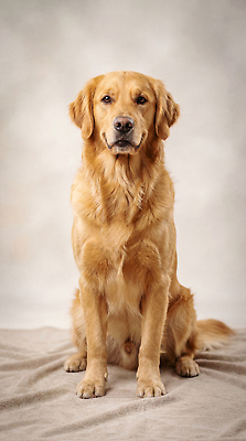 JPG 동물 편집이미지 반려견 포즈 털 실내 앉기 상반신 반려동물 개 골든리트리버 편집실사 AI포토 AI콘텐츠 포유류 모션 내부 리트리버 CG 파일형식