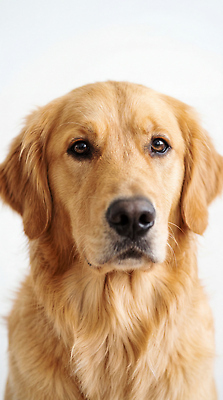 JPG 동물 편집이미지 반려견 털 표정 반려동물 갈색 개 골든리트리버 집중 애완 편집실사 AI포토 AI콘텐츠 컬러 컨셉 포유류 리트리버 CG 파일형식