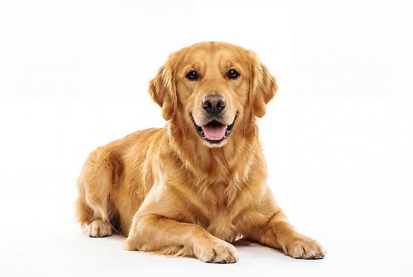 JPG 편집이미지 행복 가족 웃음 반려동물 개 골든리트리버 강아지 편안함 흰배경 놀기 사교적 편집실사 AI포토 AI콘텐츠 동물 감정 백그라운드 컨셉 포유류 관계 모션 표정 흰색 감각 리트리버 CG 파일형식