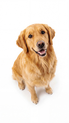 JPG 편집이미지 행복 털 표정 사랑 웃음 앉기 반려동물 깨끗함 개 골든리트리버 강아지 편집실사 AI포토 AI콘텐츠 동물 감정 컨셉 포유류 모션 리트리버 CG 파일형식