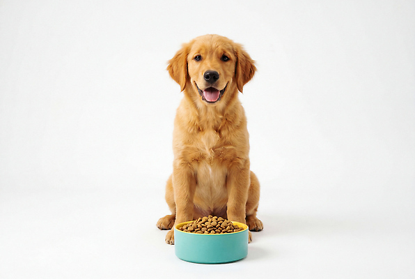JPG 동물 편집이미지 그릇 행복 반려견 음식 건강 앉기 반려동물 식사 골든리트리버 강아지 먹이 편집실사 AI포토 AI콘텐츠 식기 감정 모션 개 리트리버 CG 파일형식