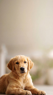 JPG 동물 편집이미지 바닥 실내 사랑 친구 반려동물 귀여움 골든리트리버 강아지 편안함 편집실사 AI포토 AI콘텐츠 감정 컨셉 관계 내부 감각 개 리트리버 CG 파일형식