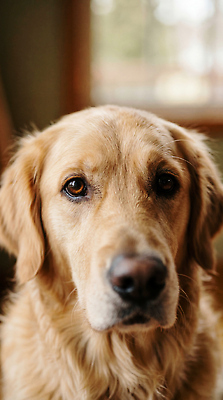 JPG 동물 편집이미지 실내 따뜻함 일상 반려동물 노란색 귀여움 골든리트리버 강아지 편안함 관심 편집실사 AI포토 AI콘텐츠 컬러 컨셉 내부 라이프 감각 개 리트리버 CG 파일형식