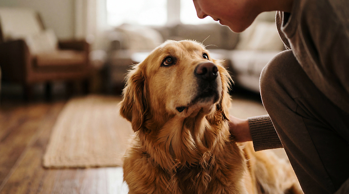 JPG 편집이미지 행복 감정 가족 따뜻함 사랑 사람 반려동물 개 골든리트리버 교감 의료성형뷰티 상호작용 편집실사 AI인물포토 AI콘텐츠 동물 포유류 관계 리트리버 CG 파일형식 AI포토