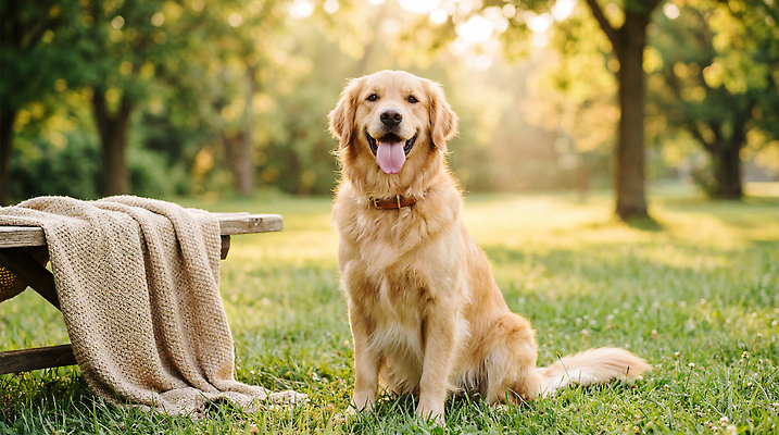 JPG 나무 동물 편집이미지 공원 모션 자연 탁자 잔디 반려동물 햇빛 산책 개 골든리트리버 담요 즐거움 편집실사 AI포토 AI콘텐츠 식물 공공시설 감정 가구 포유류 휴식 태양 리트리버 CG 생태계 파일형식