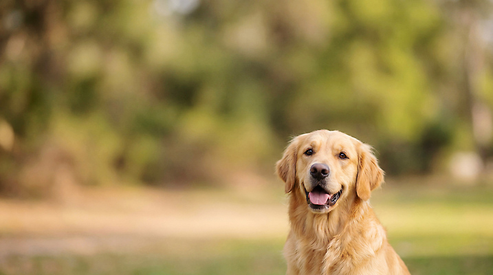 JPG 편집이미지 공원 행복 자연 털 웃음 반려동물 햇빛 산책 개 골든리트리버 강아지 편집실사 AI포토 AI콘텐츠 동물 공공시설 감정 포유류 휴식 표정 태양 리트리버 CG 생태계 파일형식